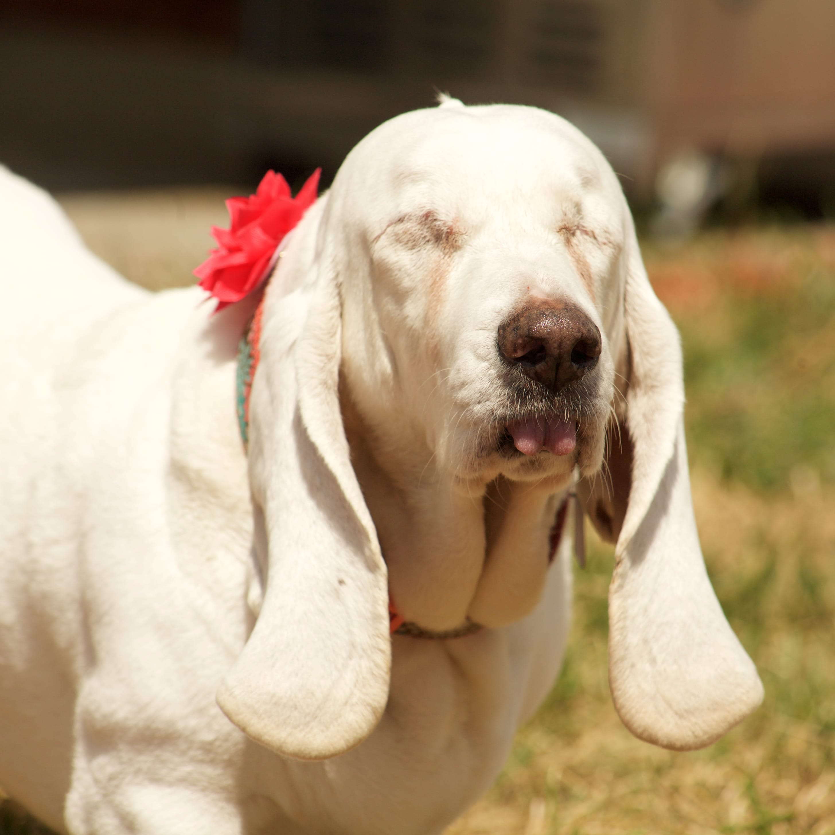 all white basset hound