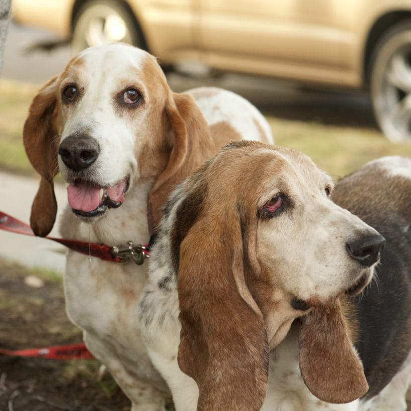 Max and Polly