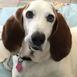 Special Hound Updates – Dodger, Walter and Guy Brutus