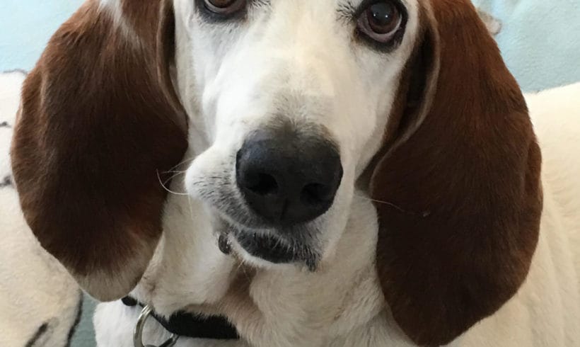 Special Hound Updates – Dodger, Walter and Guy Brutus