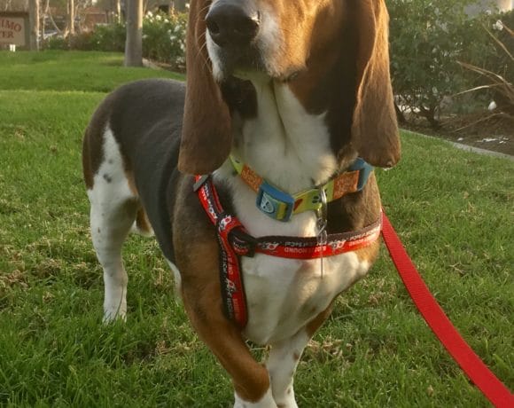 Daisy