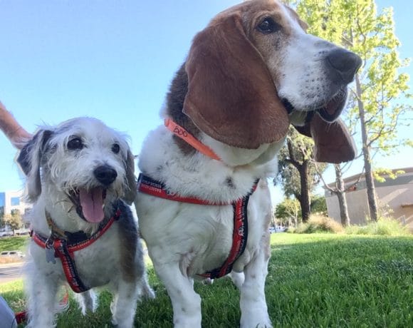 Boo and Tootsie