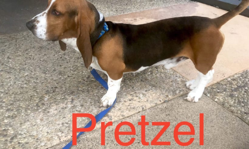 Pretzel