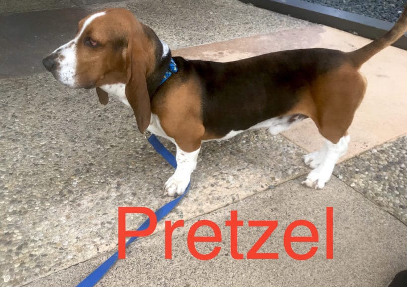 Pretzel