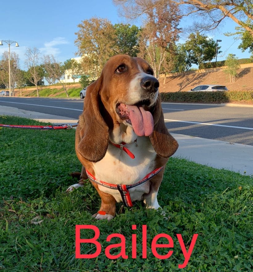 Bailey