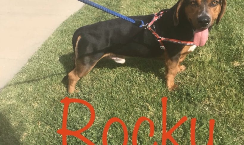 Rocky