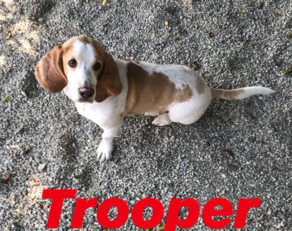 Trooper