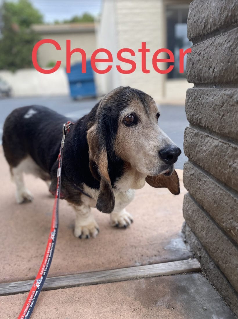 Chester