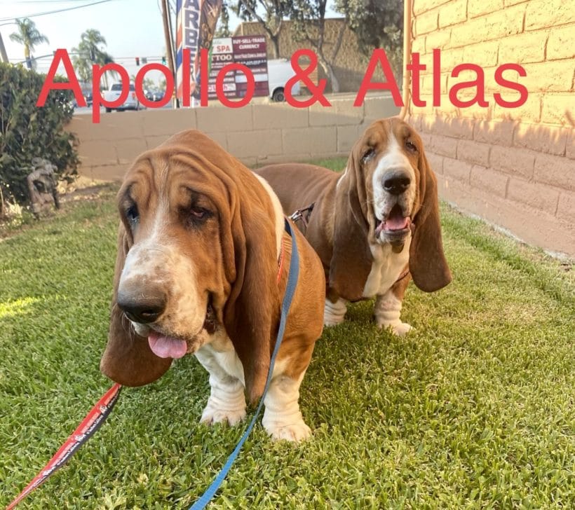 Atlas and Apollo