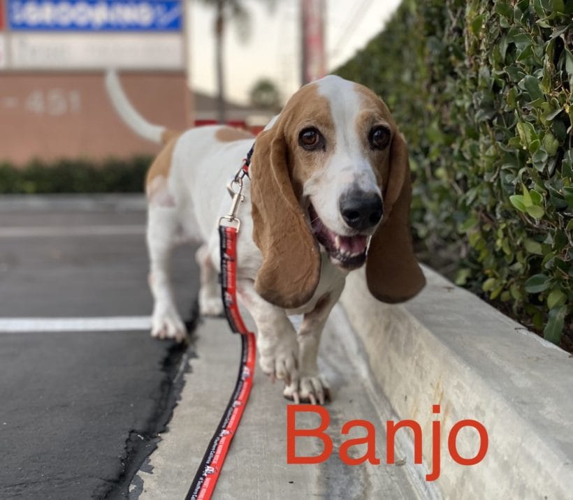 Banjo