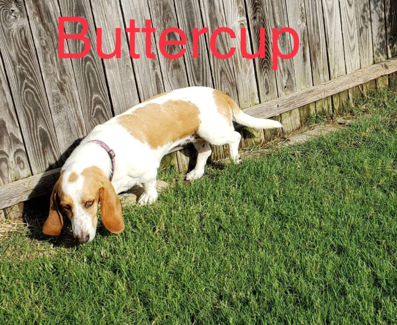Buttercup