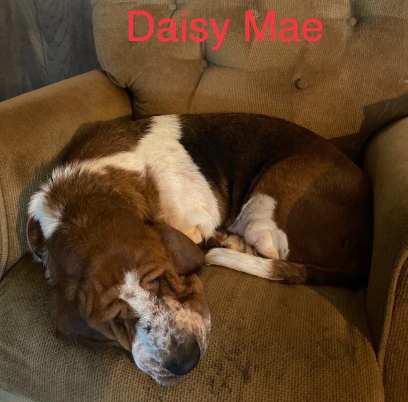 Daisy Mae