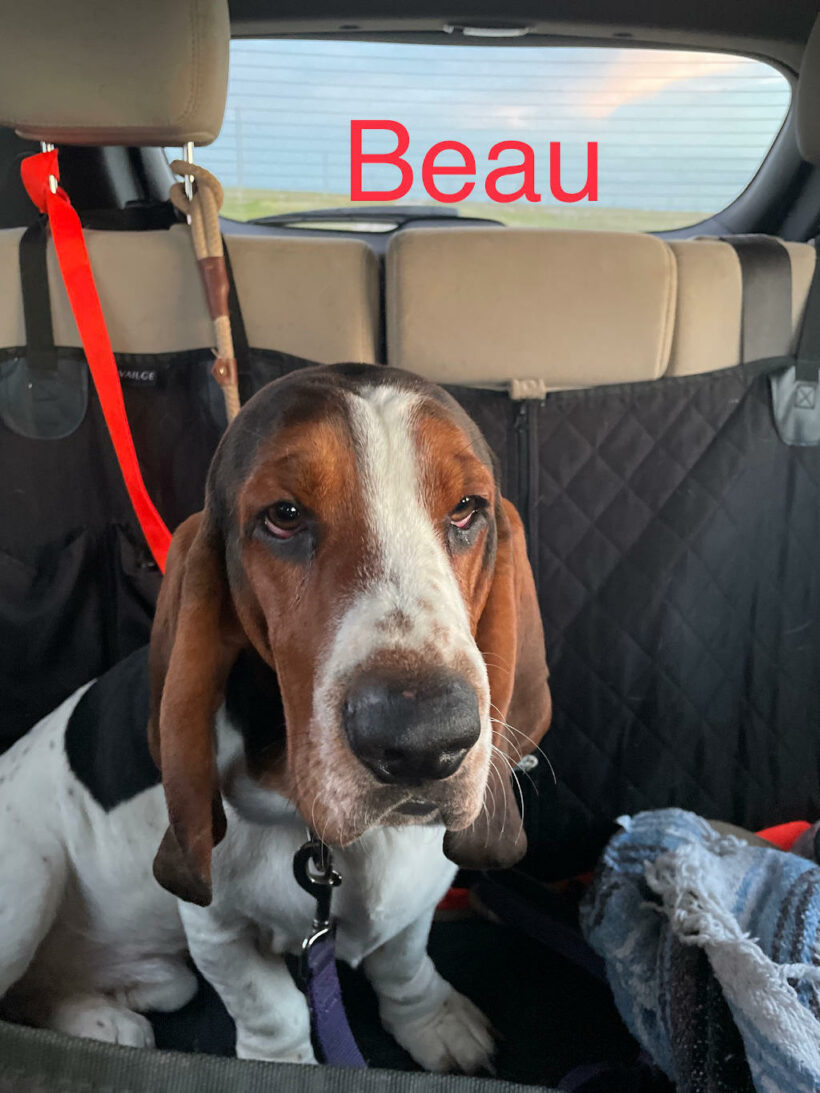Beau