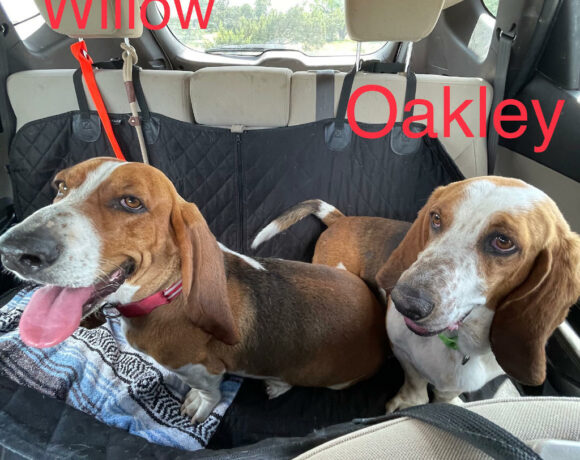 Willow and Oakley