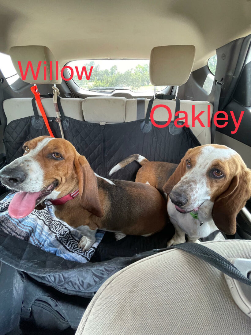 Willow and Oakley