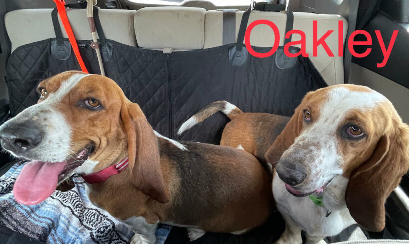 Willow and Oakley