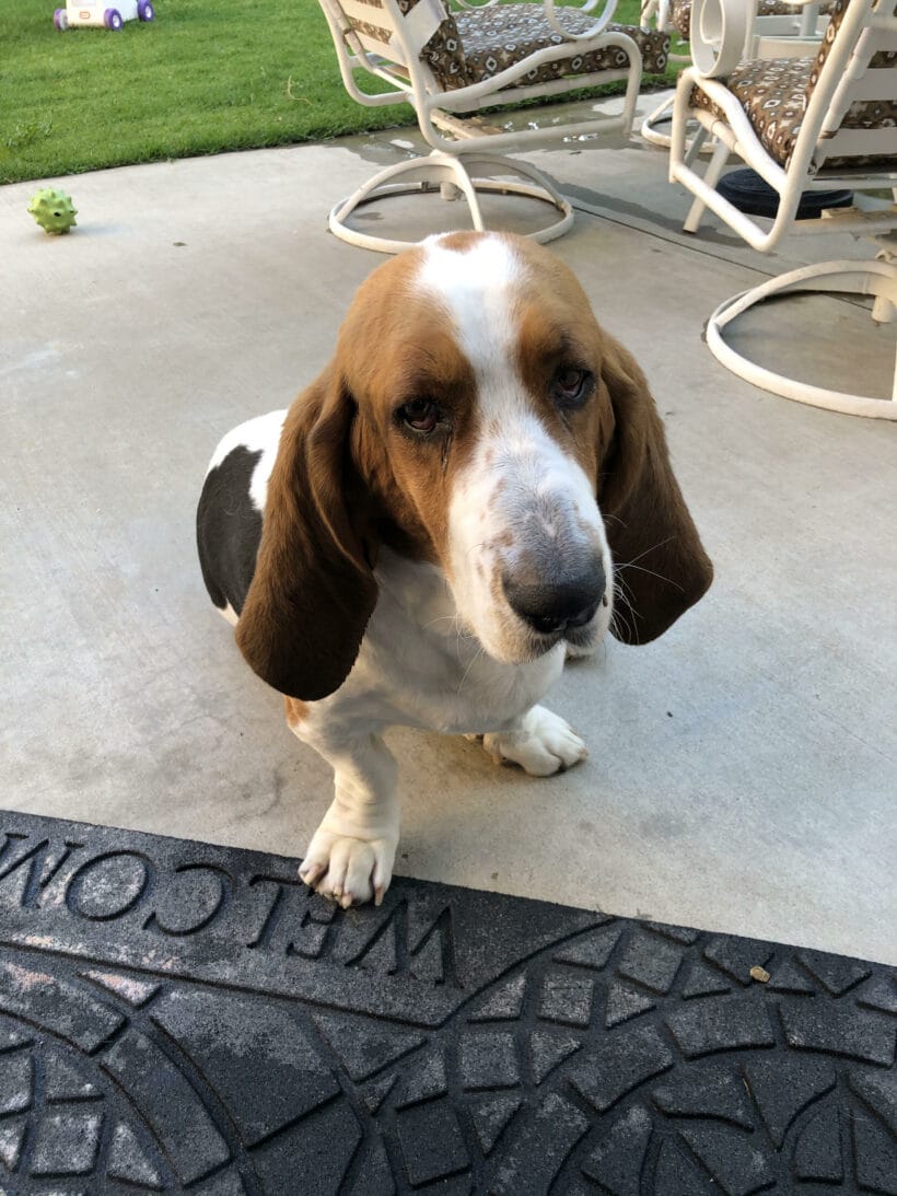 Obie