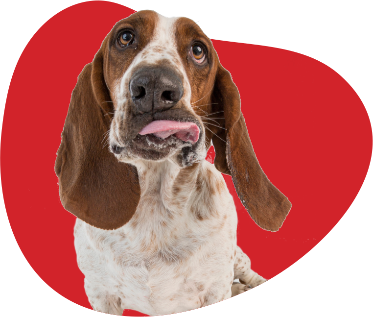 (c) Bassethoundrescue.org