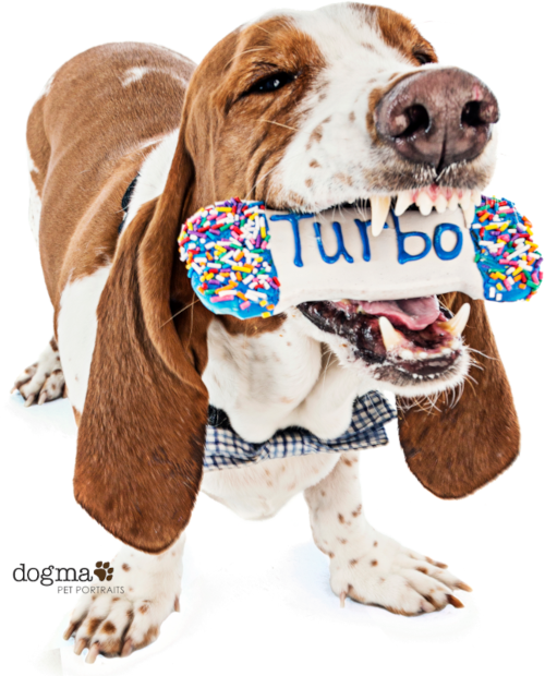 Turbo the basset hound