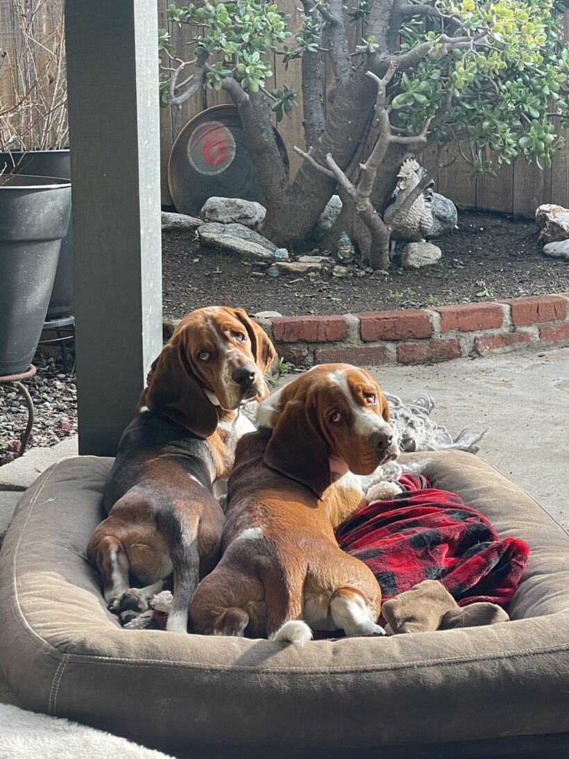 Ronnie and Charlie (now Chief and Captain)