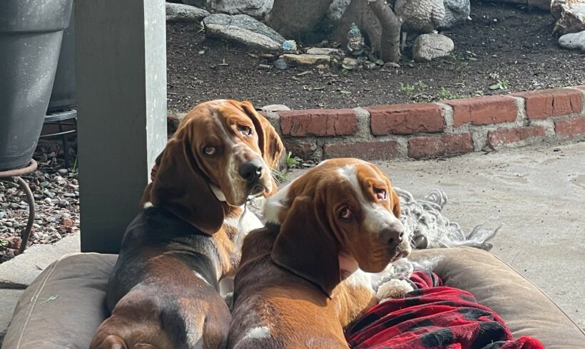 Ronnie and Charlie (now Chief and Captain)