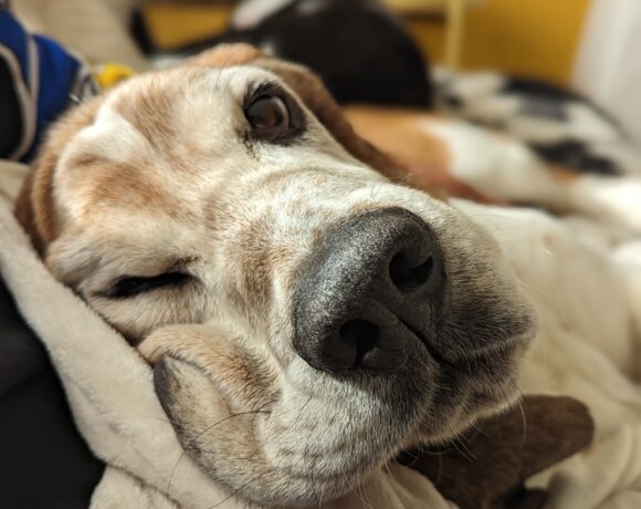 Duke (now Bingo)