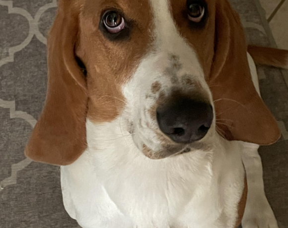 Winston (now Bruno)