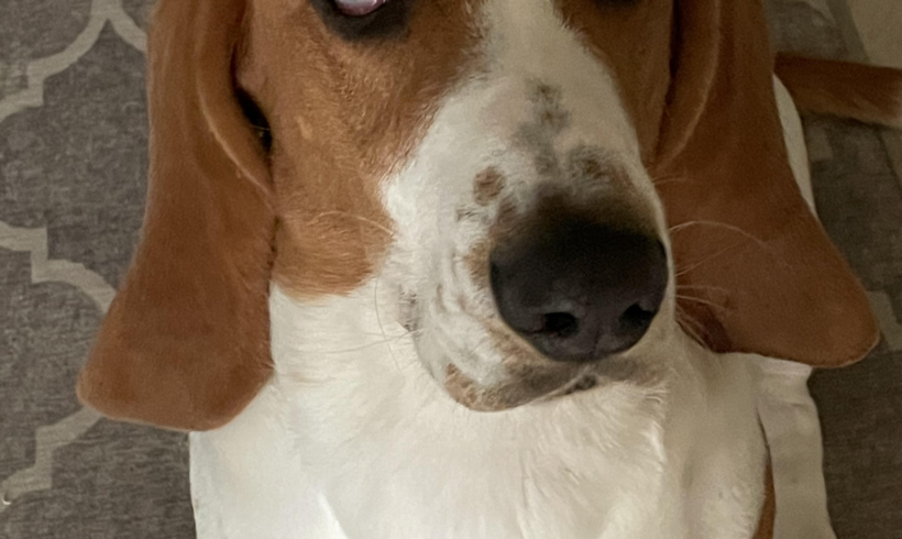 Winston (now Bruno)