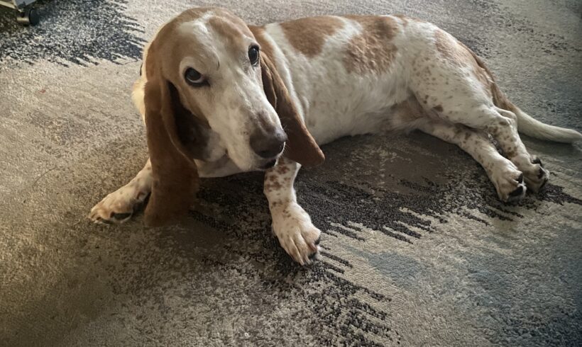 Marley