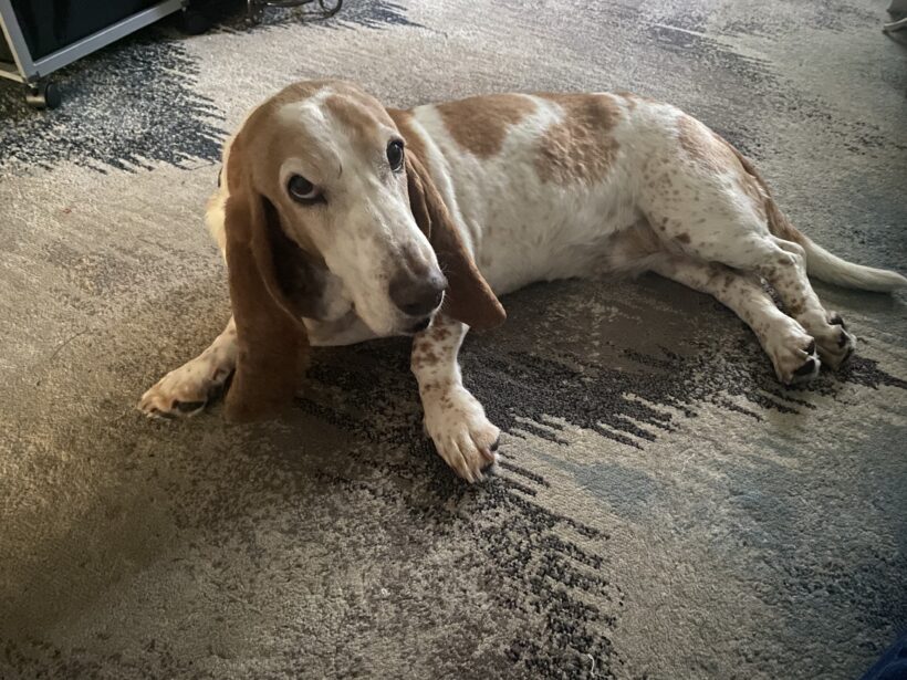 Marley