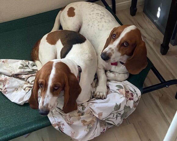 Ranger and Rosie