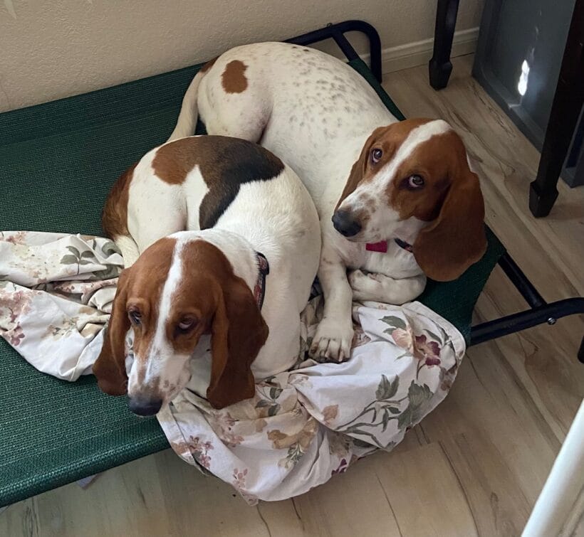 Ranger and Rosie