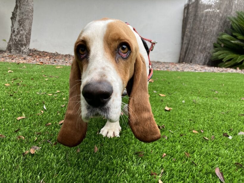 Daisy