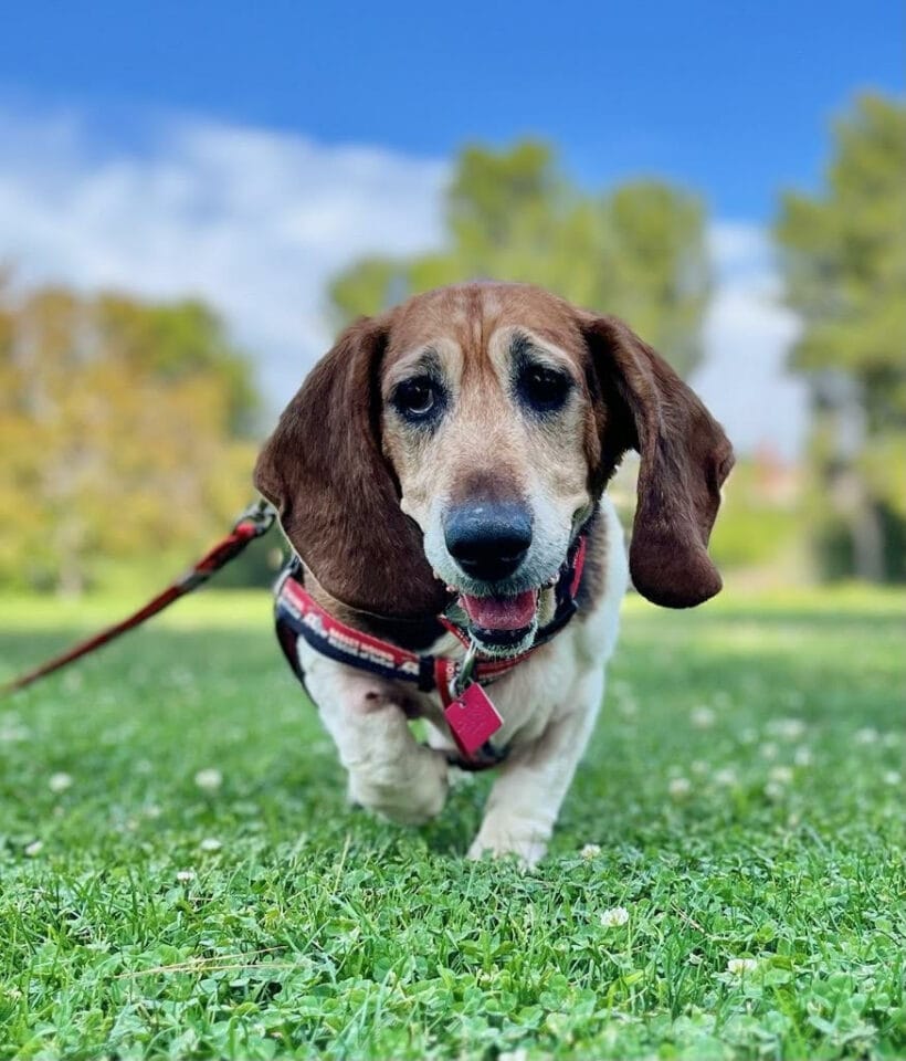 Maggie