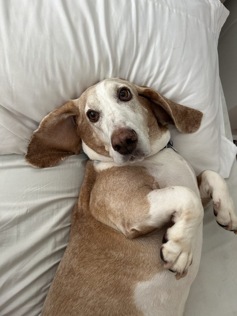 Ellie