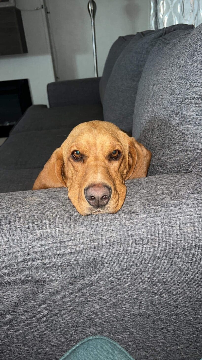 Daisy Mae