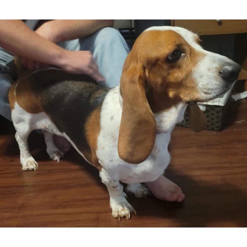 Penelope