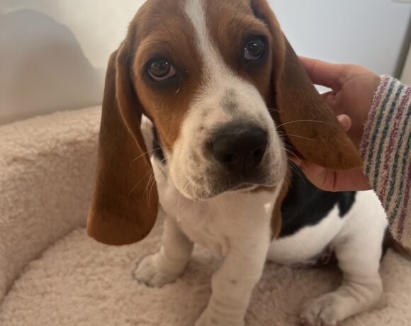 Peanut