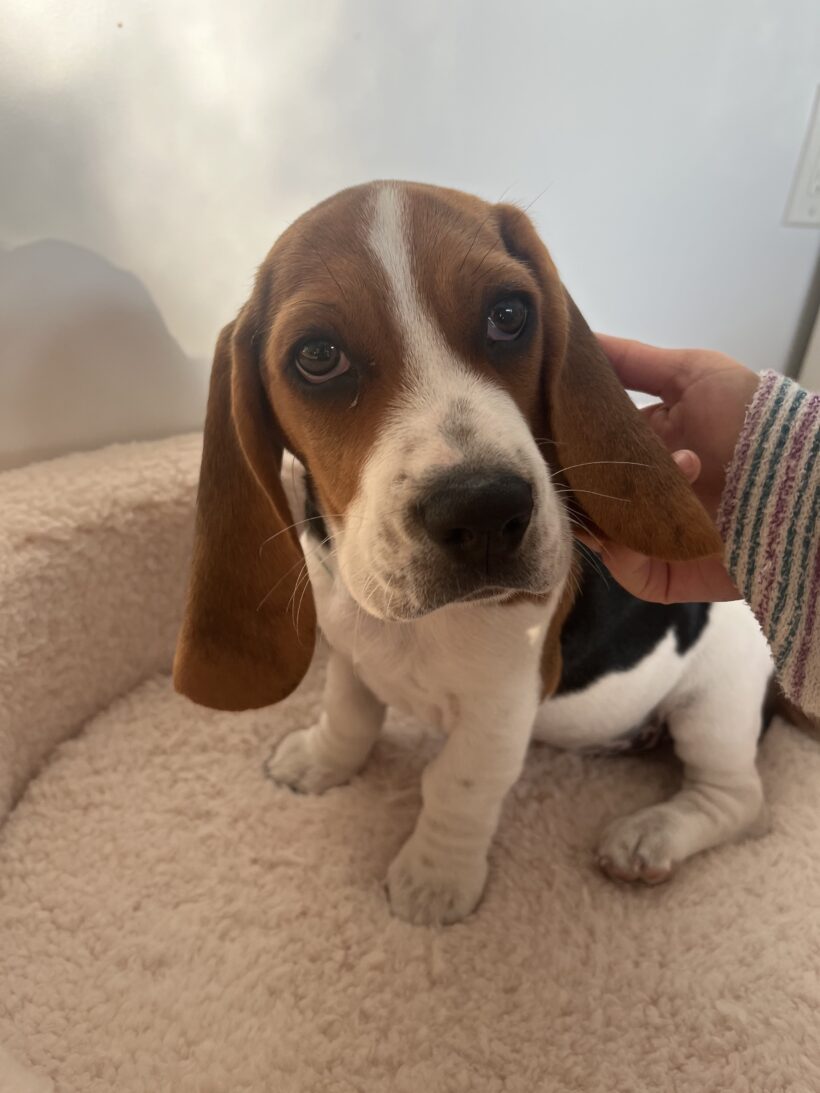 Peanut