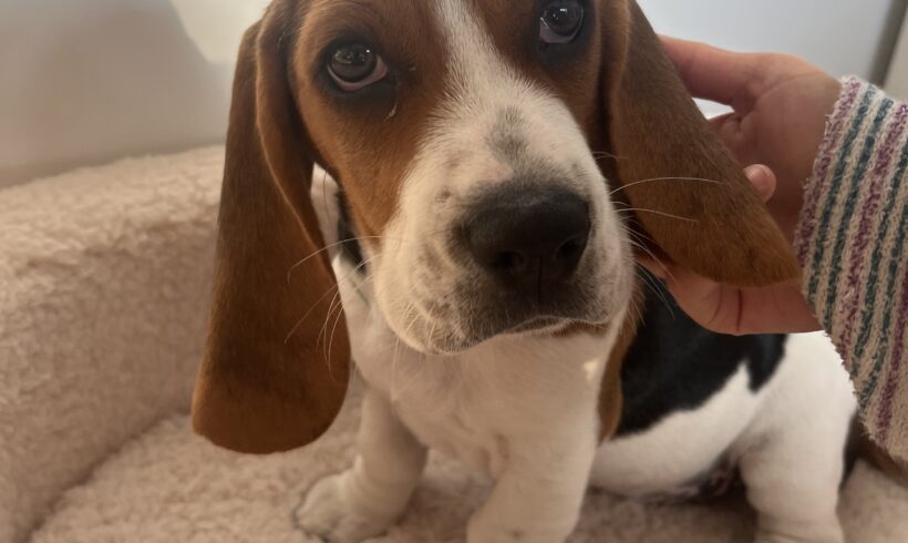 Peanut