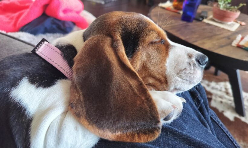 Pepper