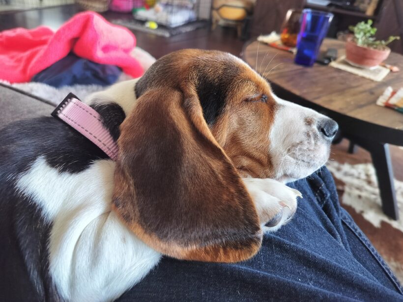 Pepper