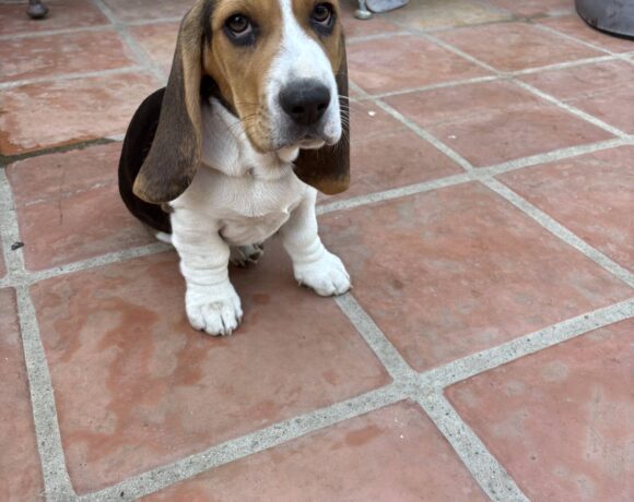 Dumbo