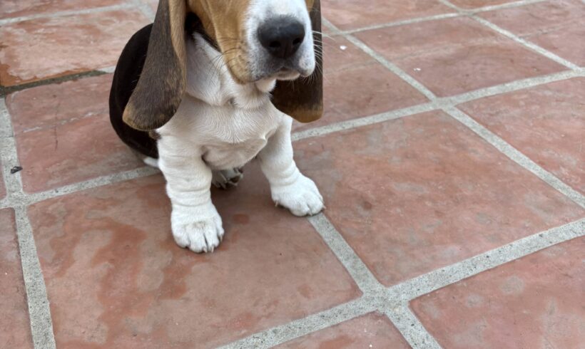 Dumbo