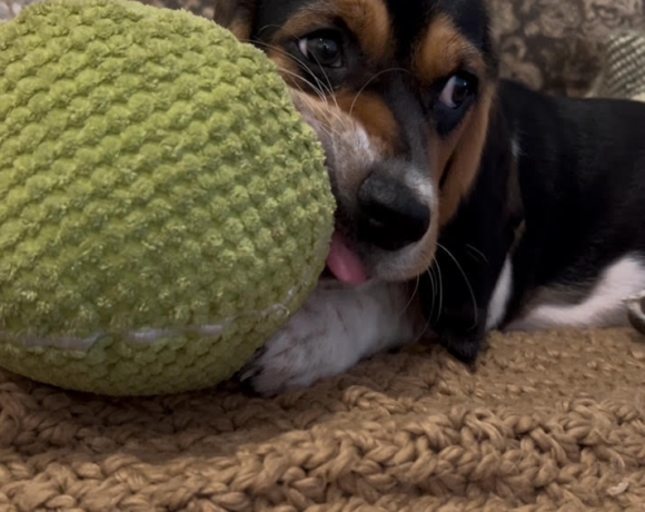 Bogey