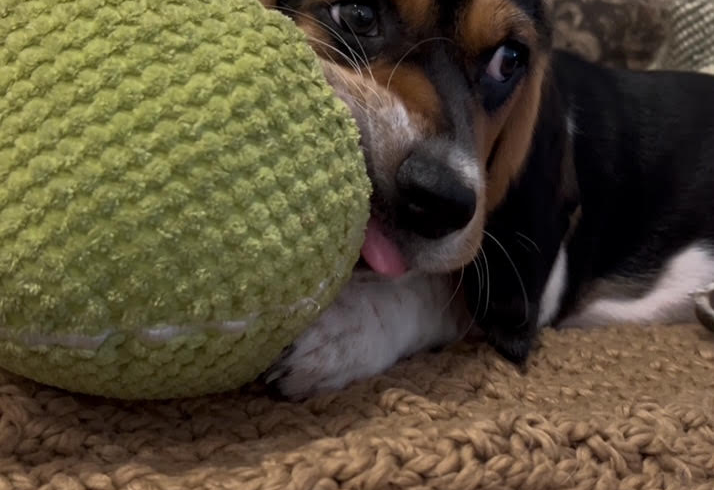 Bogey