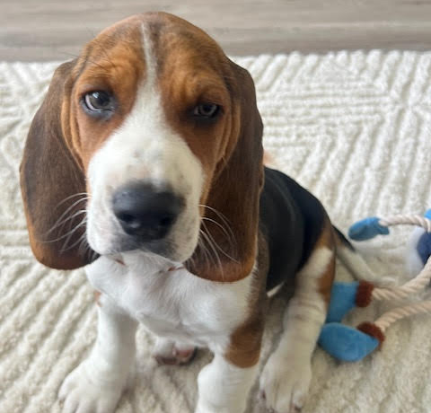 Benito