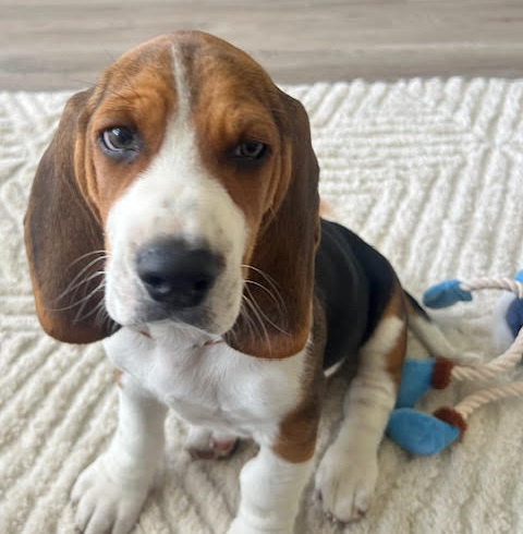 Benito