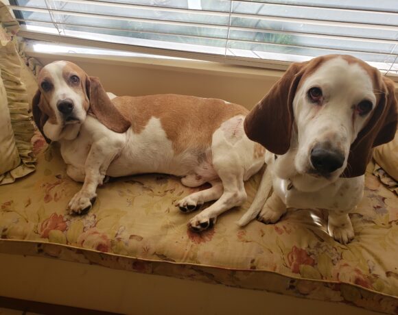 Bailey and Murphy
