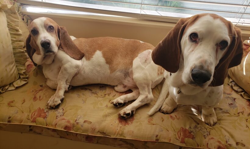 Bailey and Murphy